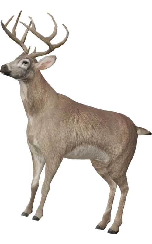 CIT skin 1002