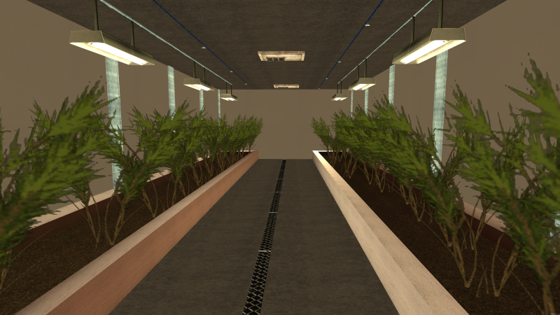 File:Kenaf growing.png